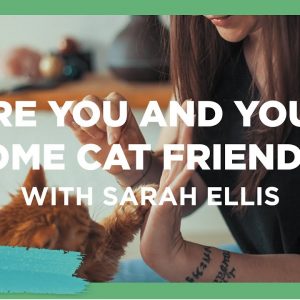 Are you and your home cat friendly - Sarah Ellis