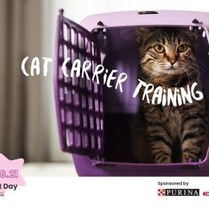 Cat Carrier Training - Step 2 Open top carrier