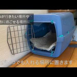 [Japanese Sub] Cat Carrier Training - Top Tip #1