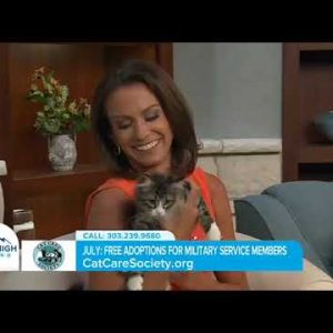 Cat Care Society on Mile High Living: Kitten Day