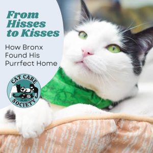 From Hisses to Kisses: How Bronx Found His Purrfect Home
