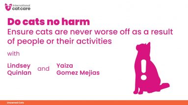 Do cats no harm - Lindsey Quinlan talks with Yaiza Gomez Mejias about the Cat Friendly Principles