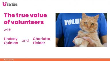 The true value of volunteers