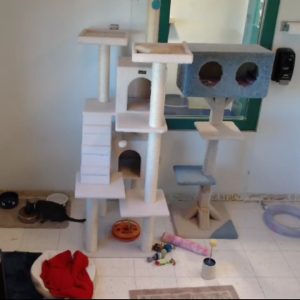 Cat Care Society Kitten Cam Live Stream
