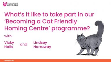 What's it like to take part in our 'Becoming a Cat Friendly Homing Centre' programme?